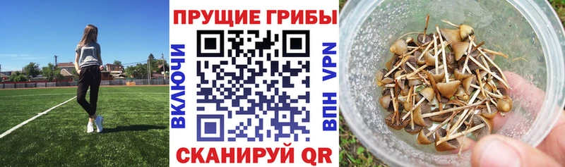 Псилоцибиновые грибы ЛСД  Хотьково 